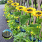 🌻Factory Direct Sales 49% Off !- 🌞Solar LED Sunflower Garden Lights🌻